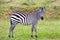 Charming zebra graze