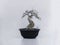 Charmingly beautiful mini bonsai tree ornamental plants