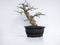 Charmingly beautiful mini bonsai tree ornamental plants