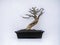 Charmingly beautiful mini bonsai tree ornamental plants