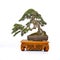 Charmingly beautiful mini bonsai tree ornamental plants