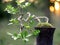 Charmingly beautiful mini bonsai tree ornamental plants