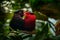 Charmosyna papou, Papuan lorikeet, also known as Stella`s lorikeet parrot. Red and melanistic morph of rare bird from Papua in