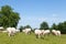 Charolais beef cows and bull grazing in a green pasture