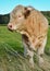 Charolais breed bull