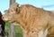 Charolais breed bull