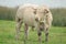 Charolais Bull / Charolles Bull