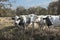 Charolais bulls in the park. Charolais cows are a breed of taurine beef cattle from the Charolais area surrounding Charolles, in