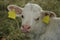 A Charolais calf lies tired in the meadow