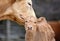 Charolais calf and mother