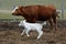 Charolais calf runing around its mother
