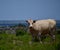 Charolais Cattle in a field in Texas