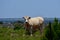 Charolais Cattle in a field in Texas