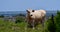 Charolais Cattle in a field in Texas