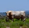 Charolais Cattle in a field in Texas