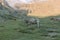 Charolais cattle in the fields grazing around rocky hills