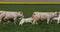 Charolais Cattle, a French Breed, Herd walking through Meadow, Normandy in France, Slow motion