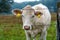 Charolais cattle grazing on rich pastures in Slovakia.