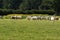 Charolais Cattle & sunflowers