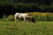 Charolais Cattle & sunflowers