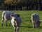 Charolais cattle - young bulls on British farm