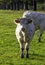 Charolais cattle - young bulls on British farm