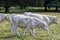 Charolais cattle - young bulls on British farm