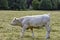 Charolais cattle - young bulls on British farm