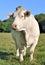 Charolais cow
