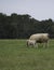 Charolais cow and calf in pasture - portrait format