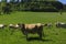 Charolais cow drove on the pasture