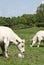 Charolais Cow Eating Cattle Lick