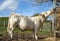 Charolais cow eats straw from the rack, head up to reach the best tuft