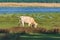 Charolais cow grazing in the lakeside meadows on sunny spring day