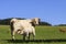 Charolais cow with its calf on the pasture