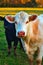 A charolais cow in a pasture.