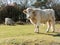 Charolais cows in fields