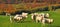 Charolais Cows,France