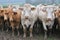 Charolais cows with their calves