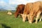 Charolais and Limousin cattle grazing on pastures on farmland in rural Ireland
