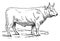 Charolais ox, vintage engraving