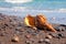 Charonia tritonis clam on the sand. Live mollusc