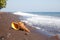 Charonia tritonis clam on the sand. Live mollusc