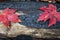 Charred blackened log background with two red leaves, renewal rebirth