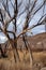 Charred blackened trees after California wild fire