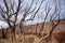 Charred blackened trees after California wild fire