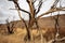 Charred blackened trees after California wild fire