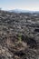 Charred landscape with newly planted oak sapling