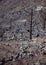 The charred remains of burned trees after a wild fire the Las Vegas, province of Mendoza, Argentina.