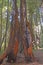 Charred Remains of a Redwood Trunk